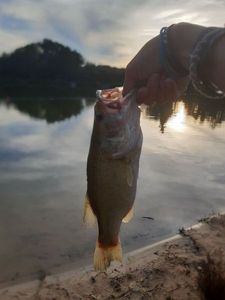 Largemouth Bass