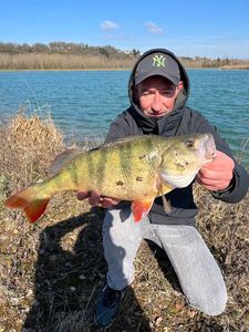 European Perch