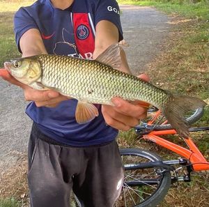 Chub
