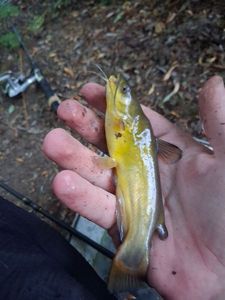 Black Bullhead