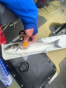 European Bass (Seabass)