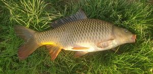 Common Carp