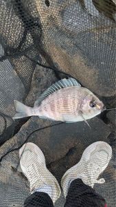 Black Seabream