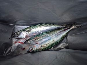 Mackerel