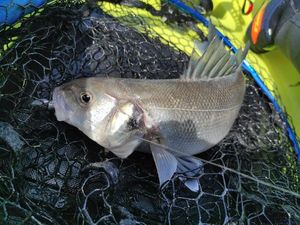 European Bass (Seabass)