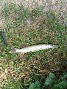 Northern Pike
