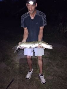 Northern Pike