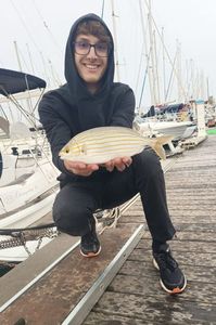 Salema