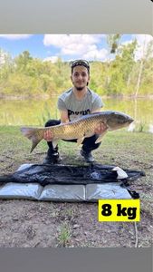 Grass Carp