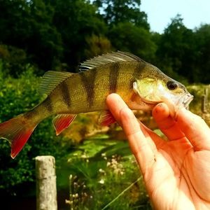 European Perch