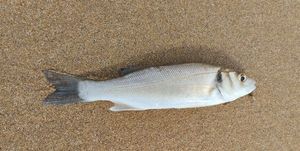 European Bass (Seabass)