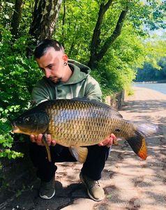 Common Carp