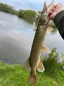Northern Pike