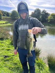 Largemouth Bass