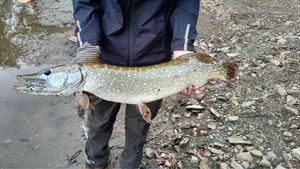 Northern Pike