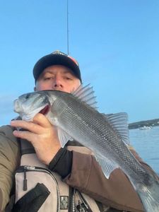 European Bass (Seabass)