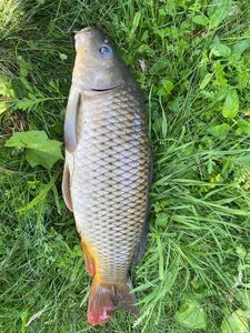 Common Carp