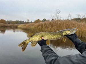 Northern Pike