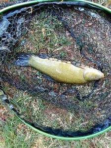 Tench