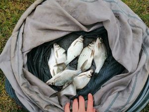 Common Bream