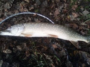 Northern Pike
