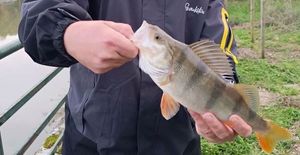 European Perch