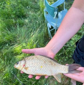 Crucian Carp