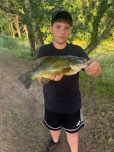 Largemouth Bass