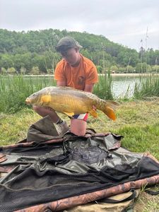 Mirror Carp