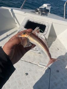 Grey Gurnard
