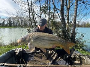 Common Carp