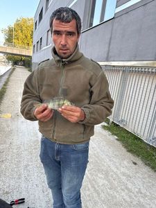 European Perch
