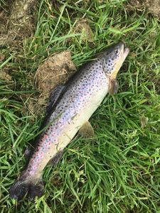 Brown Trout