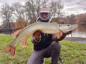 Northern Pike