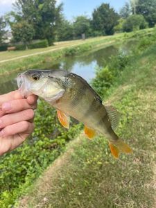 European Perch