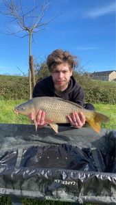 Common Carp
