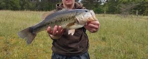 Smallmouth Bass