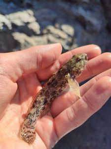 Giant Goby