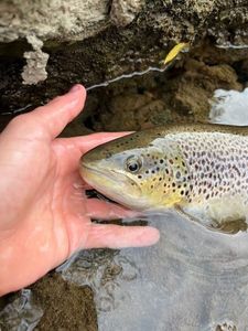 Brown Trout