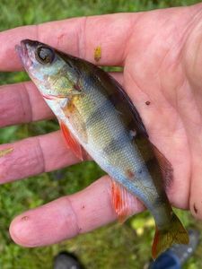 European Perch