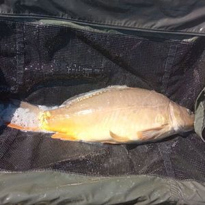 Mirror Carp