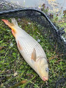 Common Carp
