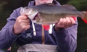 European Perch