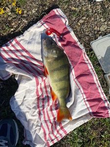 European Perch