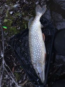 Northern Pike