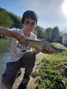 Brown Trout
