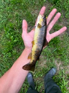 Brown Trout