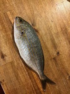 Salema