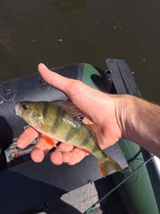 European Perch