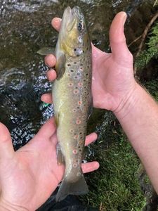 Brown Trout